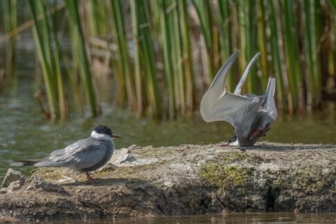 bird crash lands Photographer credit: Damyan Petkov