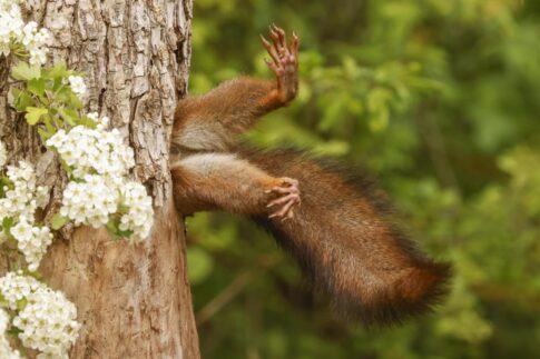 stuck squirrel Photographer credit: Milko Marchetti