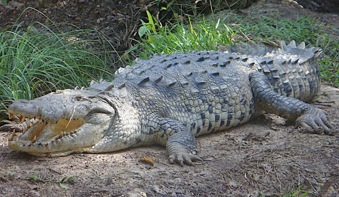 American Alligator