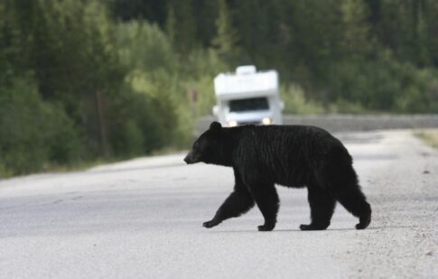 Bear crossing road