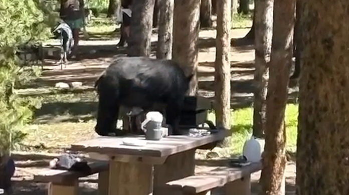 bear safety while camping