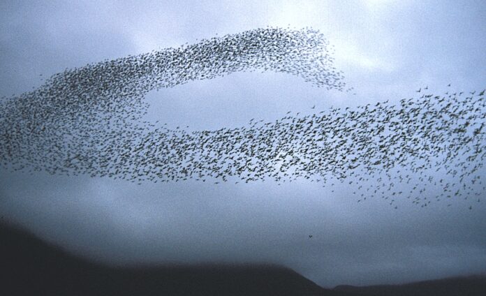 Bird Swarm