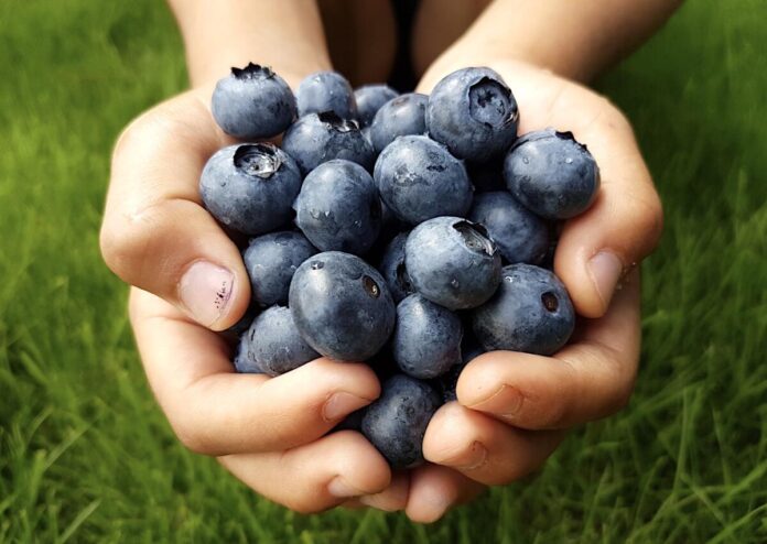 Holding blueberries in hand